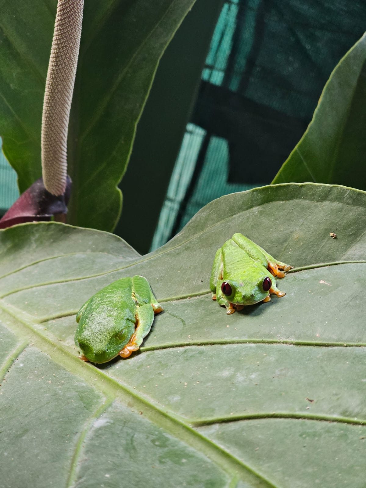 Rotaugenlaubfrösche Costa Rica